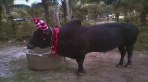 แทงวัวออนไลน์