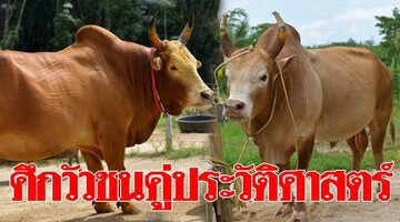 แทงวัวเว็บไหนดี