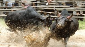 แทงวัวออนไลน์