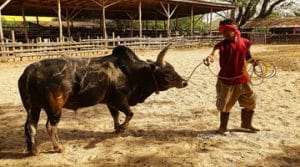 แทงวัวเว็บไหนดี