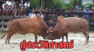 แทงวัวชน