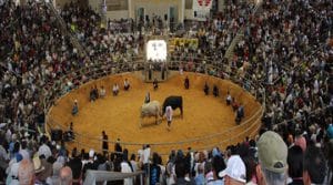 แทงวัวชนUFABET