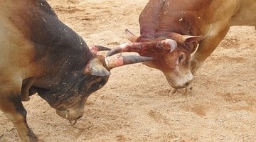 แทงวัวออนไลน์