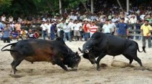 แทงวัวเว็บไหนดี